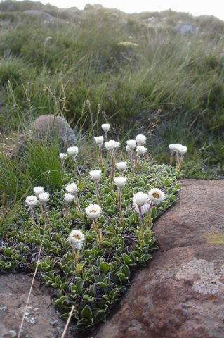 Helichrysum ecklonis flowering white